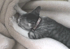 像麦克那般跳舞.gif