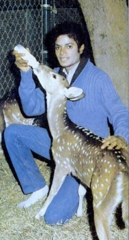 MJ-Bottle-Feeding-Deer-In-His-Socks-michael-jackson-10638199-450-836.jpg